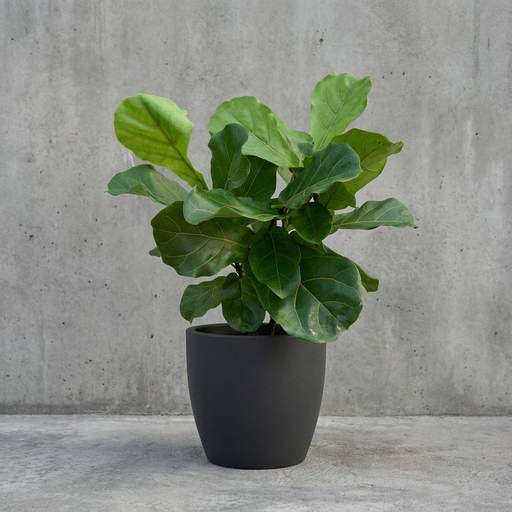 Ficus lyrata