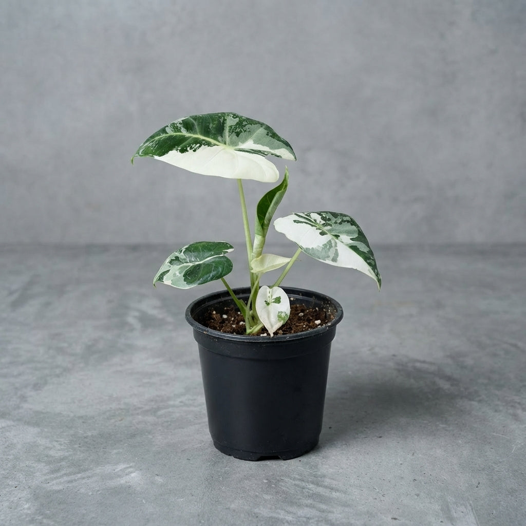 variegata kaufen Alocasia Frydek Variegata kaufen | Rarität