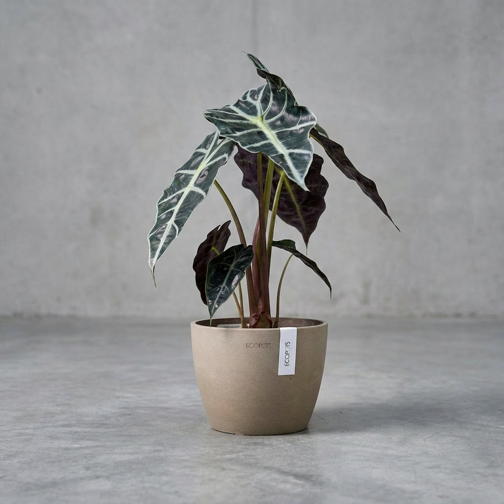 Die Alocasia Polly, auch als Amazonische Alokasie bekannt, ist eine auffällige Zimmerpflanze mit pfeilförmigen, dunkelgrünen Blättern und kontrastreichen, cremeweißen Adern. Ihr skulpturaler Wuchs macht sie zu einem echten Design-Statement in jedem Raum.