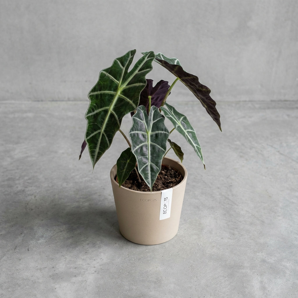 Die Alocasia Polly, auch als Amazonische Alokasie bekannt, ist eine auffällige Zimmerpflanze mit pfeilförmigen, dunkelgrünen Blättern und kontrastreichen, cremeweißen Adern. Ihr skulpturaler Wuchs macht sie zu einem echten Design-Statement in jedem Raum.