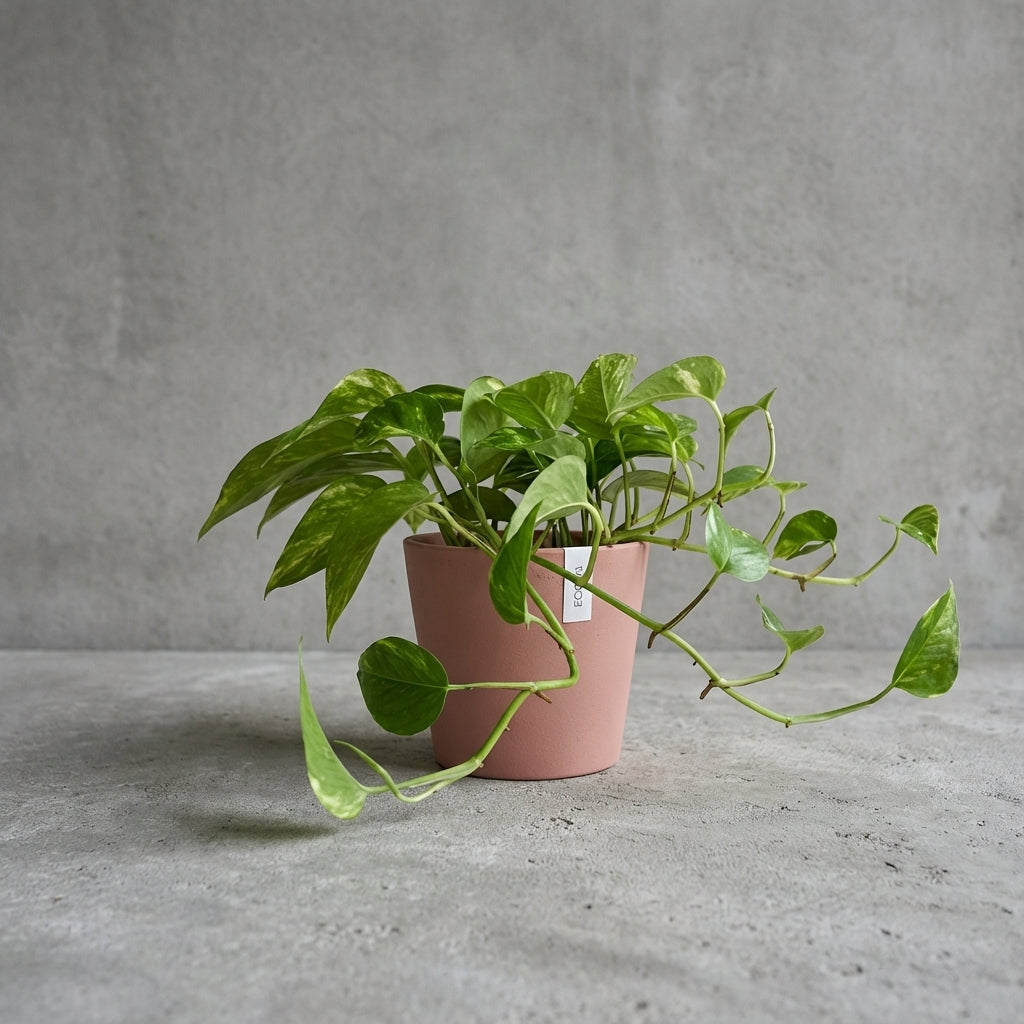 efeutute kaufen online Epipremnum
