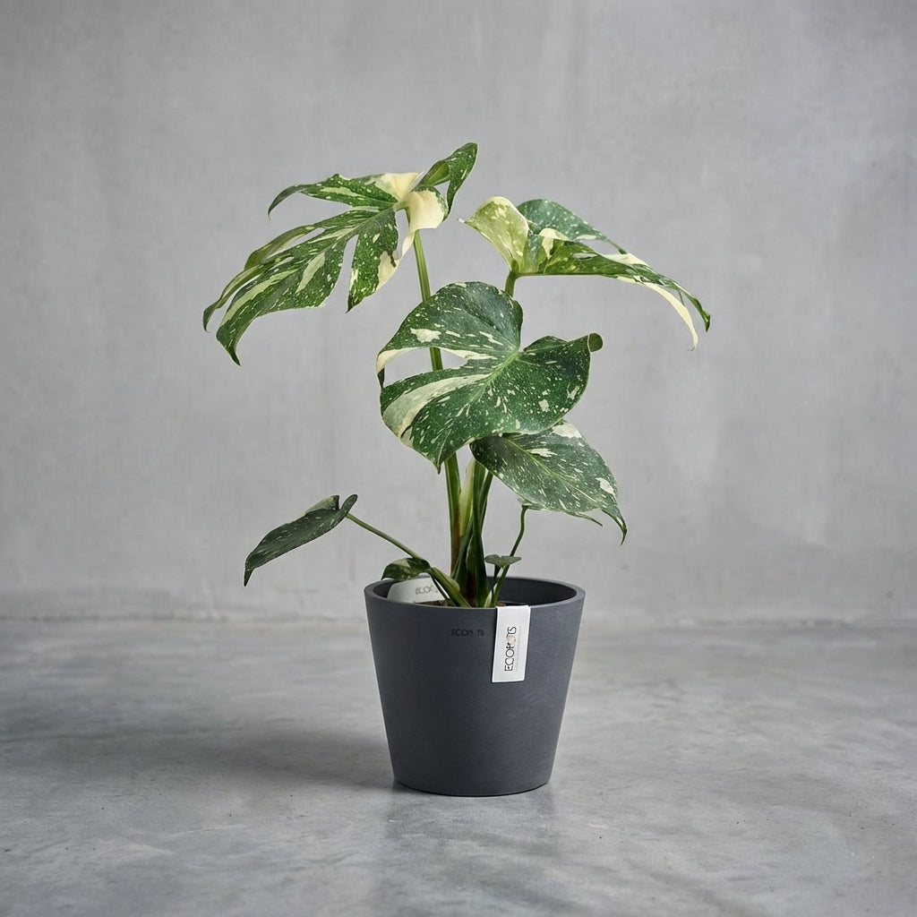 Die Monstera Thai Constellation ist eine spektakuläre Zuchtform der klassischen Fensterblatt-Pflanze. Ihr besonderes Merkmal ist die stabile, cremeweiße bis gelbliche Panaschierung, die sich wie ein Sternenhimmel über die großen, geschlitzten Blätter zieht. Jedes Blatt ist ein Unikat. Im Gegensatz zur Monstera Variegata vergrünt die Thai Constellation nicht und behält ihre faszinierende Musterung dauerhaft bei. Sie steht hier in einem schlichten, modernen grauen Topf, der ihre Eleganz unterstreicht.