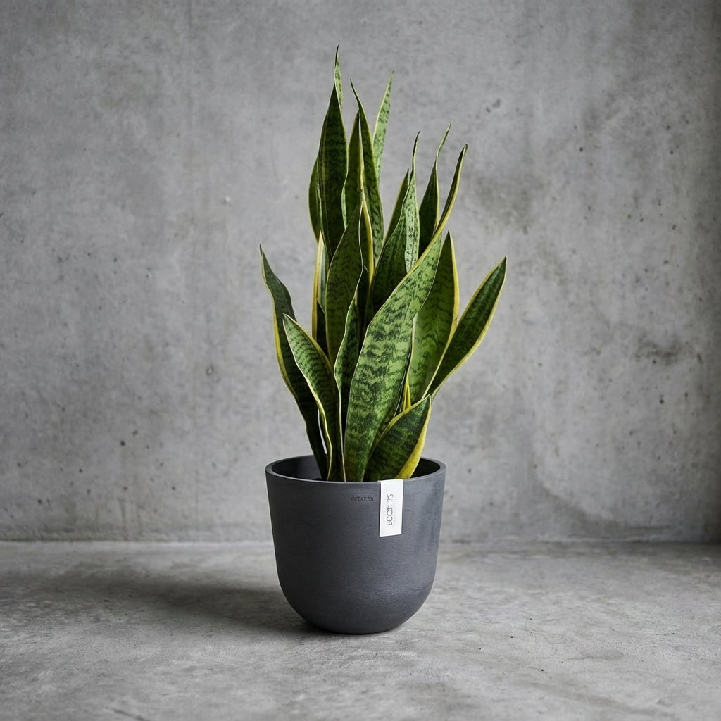 sansevieria online kaufen Bogenhanf (Sansevieria trifasciata Laurentii) online kaufen