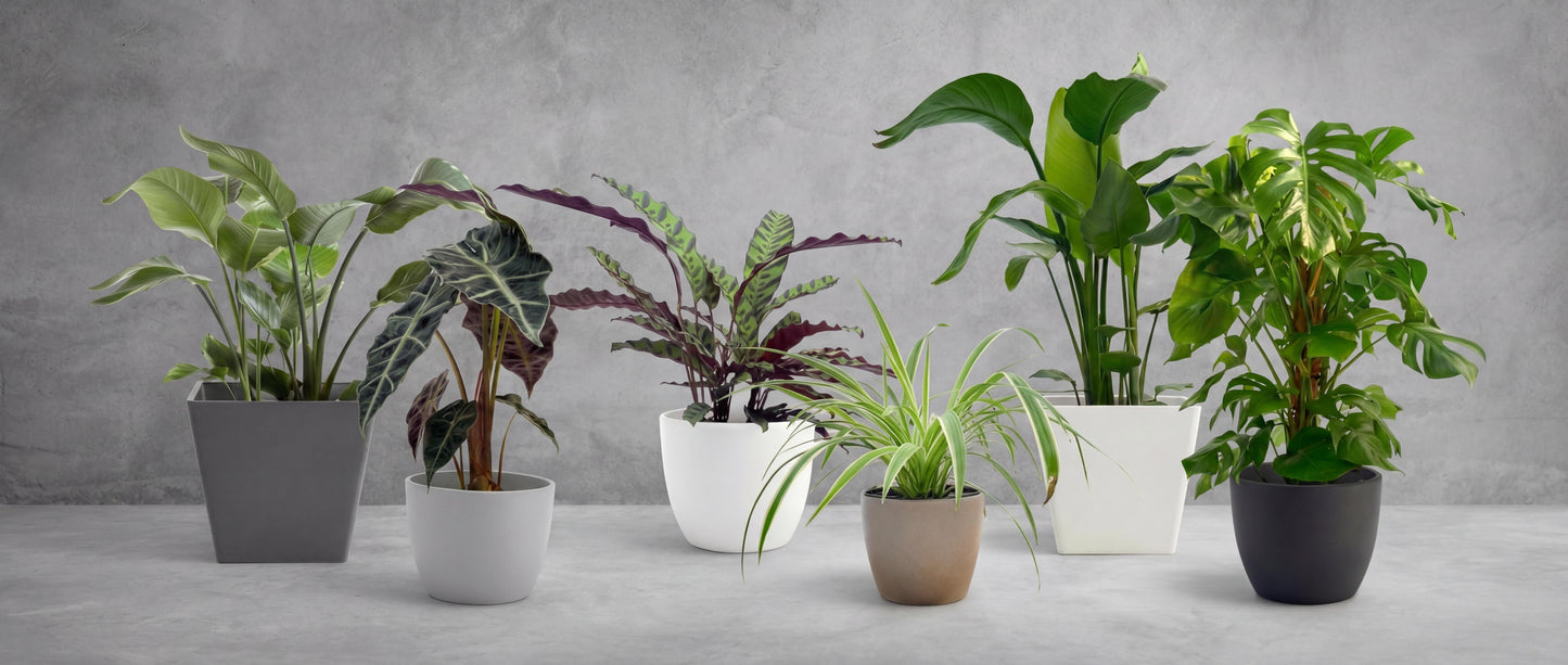 Sechs verschiedene Zimmerpflanzen in Töpfen auf einem grauen Betonboden vor einer grauen Betonwand. Von links nach rechts: Eine Pflanze mit breiten grünen Blättern in einem grauen rechteckigen Topf, eine Alocasia mit dunkelgrünen Blättern und hellen Blattadern in einem weißen runden Topf, eine Calathea mit gewellten, grün-violett gemusterten Blättern in einem weißen runden Topf, eine Grünlilie mit gestreiften grün-weißen Blättern in einem beigen runden Topf, eine Pflanze mit großen, glänzenden grünen Blätte