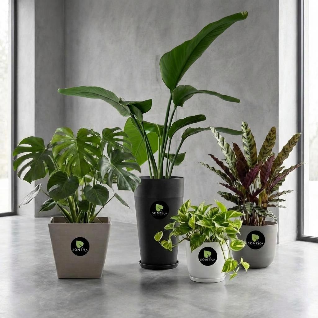 Somena: Vier Zimmerpflanzen in verschiedenen Töpfen auf einem glänzenden Betonboden vor einer grauen Betonwand. Links steht eine Monstera Deliciosa in einem beigen, quadratischen Topf. Daneben eine hohe Strelitzia Nicolai in einem dunklen, zylindrischen Topf. Davor eine kleine Pflanze mit hellgrünen, überhängenden Blättern in einem weißen, runden Topf und rechts eine Calathea mit gemusterten Blättern in einem grauen, runden Topf. Alle Töpfe tragen das Somena-Logo.
