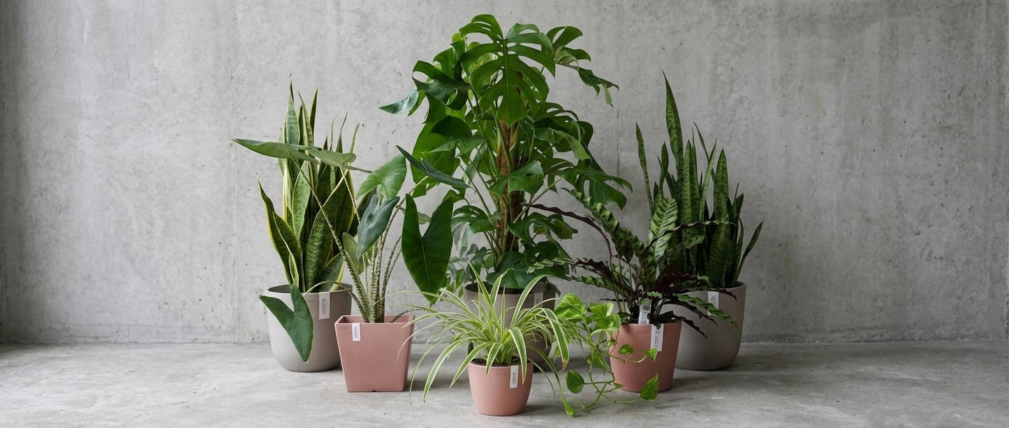 Eine vielfältige Sammlung von somena Zimmerpflanzen in unterschiedlich geformten Töpfen vor einer grauen Betonwand. Zu sehen sind eine große Monstera, Sansevierien mit grünen und gelben Blättern, eine Alocasia mit gestreiften Stielen, eine Calathea, eine Grünlilie und eine Efeutute. Die Töpfe variieren in den Farben Grau, Beige und Rosa.